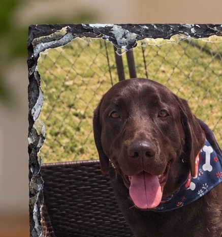 Close-up of the raw chiseled edge of a natural slate keepsake, where the rough hewn stone border meets a printed photograph of a chocolate Labrador in a blue bandana